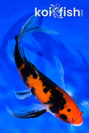7.25" AKA SANKE BUTTERFLY