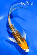 5.5" GINRIN KUJAKU BUTTERFLY