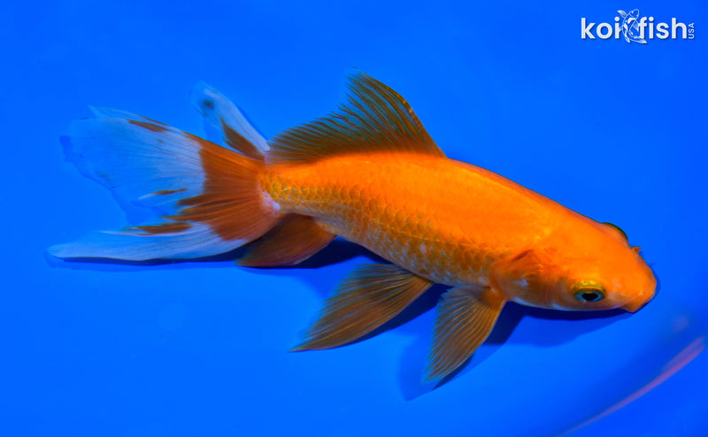 7" WATONAI GOLDFISH
