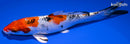 6.75" YAMATO NISHIKI