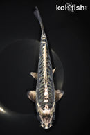 8.75" ARAGOKE KIKOKURYU