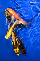 PACK OF (5) 5.25-5.75" BUTTERFLY KOI