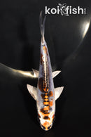 5.25" BENI KIKOKURYU