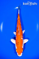 8.5" YAMATO NISHIKI