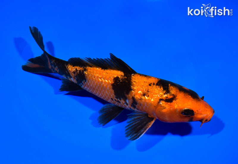 6.75" HI UTSURI