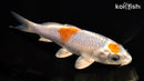 6.25" METALLIC OCHIBA SHIGURE