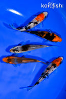 PACK OF (5) 3.75" STANDARD KOI