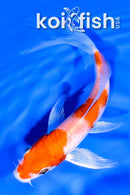 5.75" SANDAN HARIWAKE BUTTERFLY