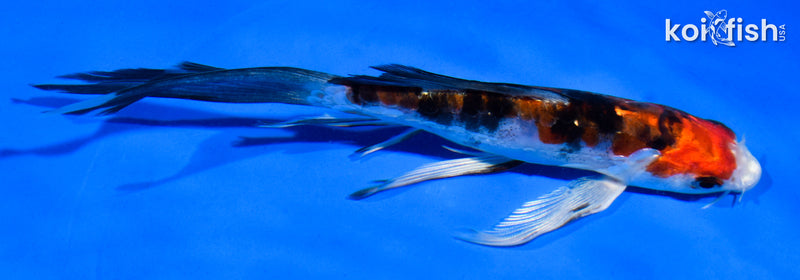 6" HEISEI NISHIKI BUTTERFLY