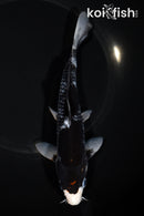 7.25" BENI MATSUKAWABAKE