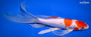 10.75" HARIWAKE BUTTERFLY