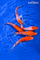 PACK OF (5) 4-5" STANDARD KOI