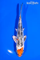5.75" YAMATO NISHIKI