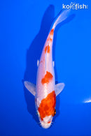 5.5" HARIWAKE
