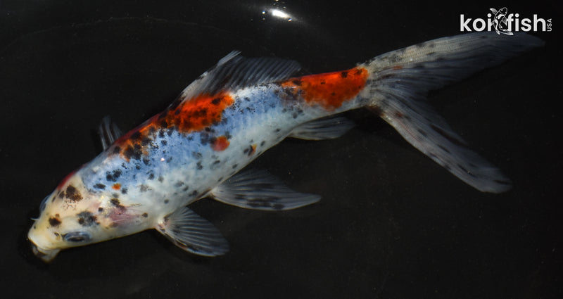 6.5" SHUBUNKIN GOLDFISH