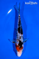 6" BENI MATSUKAWABAKE