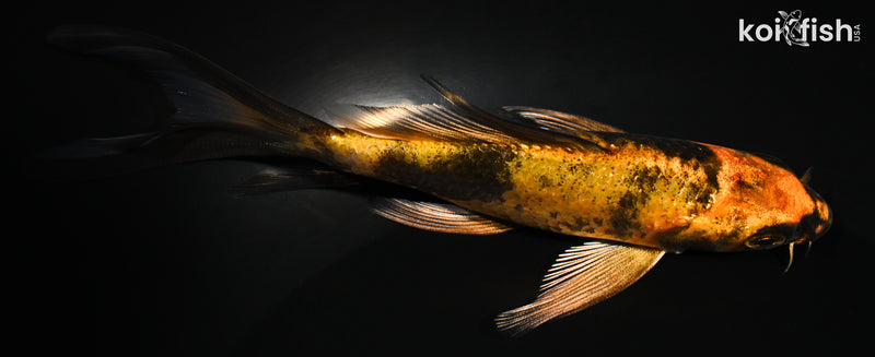 5" KIN HI UTSURI BUTTERFLY