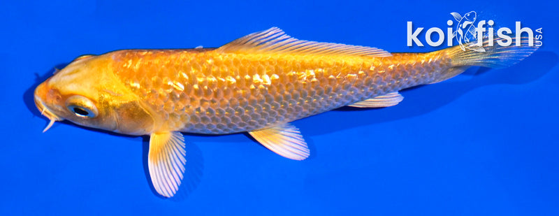 5" GINRIN ORENJI OGON