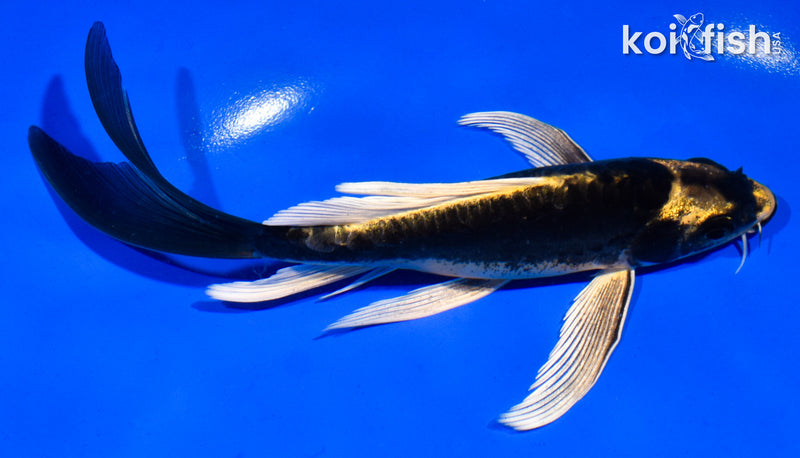 5.5" KABUTO BUTTERFLY