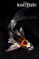 7.5" KUJAKU BUTTERFLY