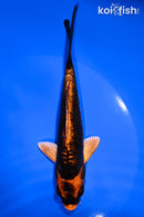 5.75" DOITSU ORENJI MATSUBA