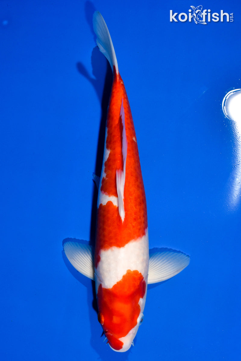 14.25" KOHAKU