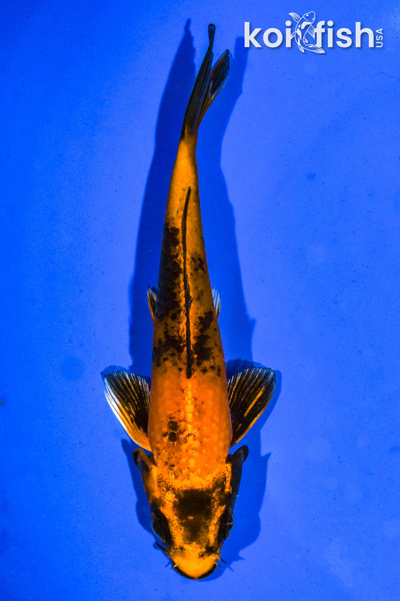 5" KIN HI UTSURI