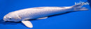 12.5" GINRIN PLATINUM OGON