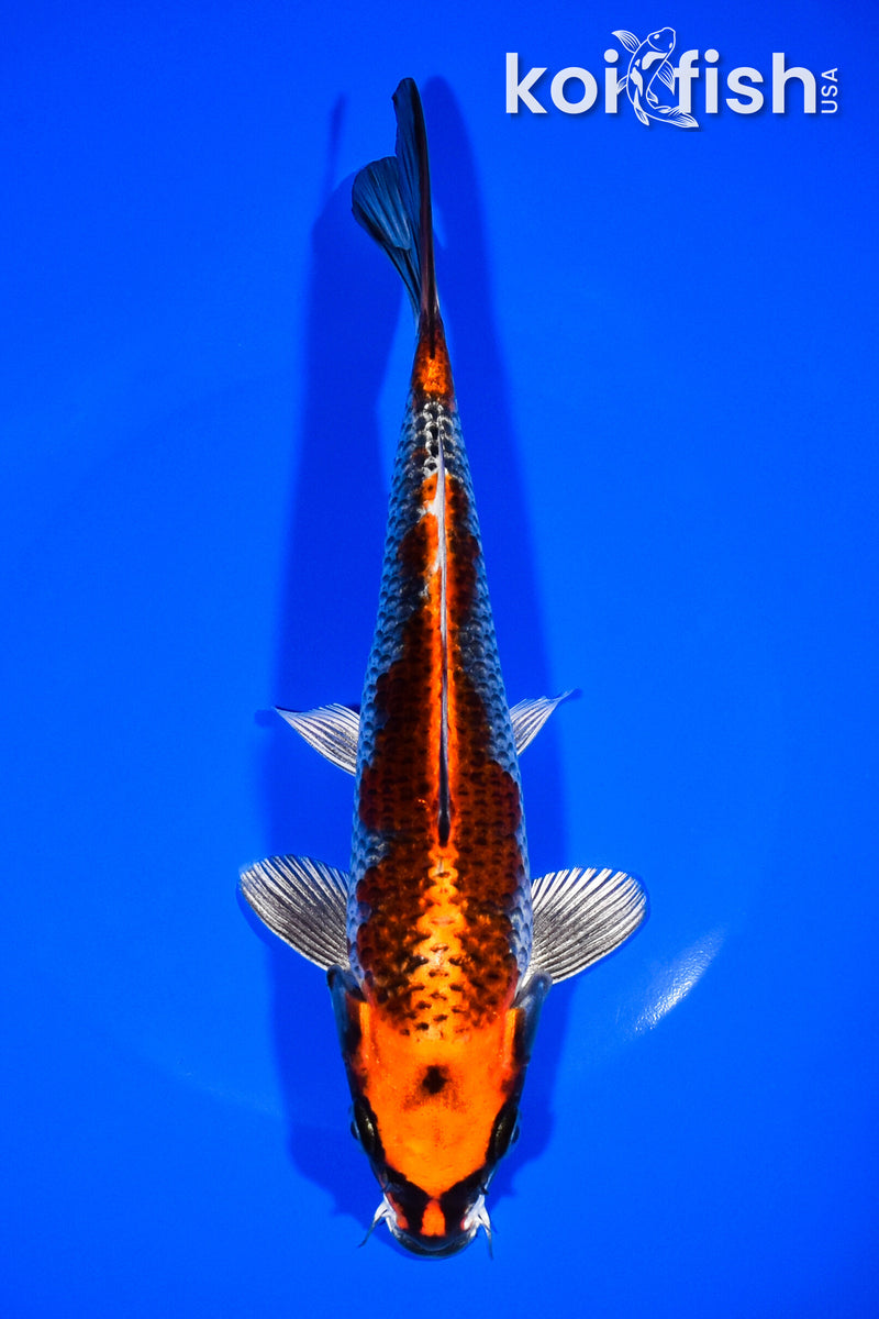 8.5" BENI GINGA