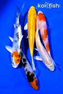 PACK OF (5) 4-5" STANDARD KOI