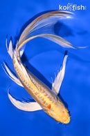 8.25" DOITSU YAMABUKI OGON BUTTERFLY