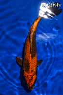 8.25" KIN HI UTSURI