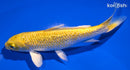 6" GINRIN YAMABUKI OGON
