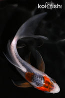 4.5" HI ASAGI BUTTERFLY