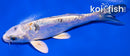 5.25" HEISEI NISHIKI