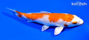 5.75" HARIWAKE