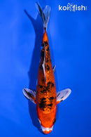 6.75" GINRIN KUCHIBENI SANKE
