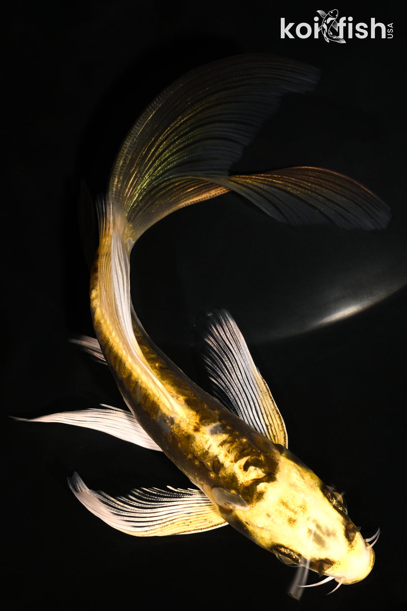 6.25" KIN KIKOKURYU BUTTERFLY