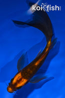 5.5" DOITSU KIN ORENJI MATSUBA BUTTERFLY