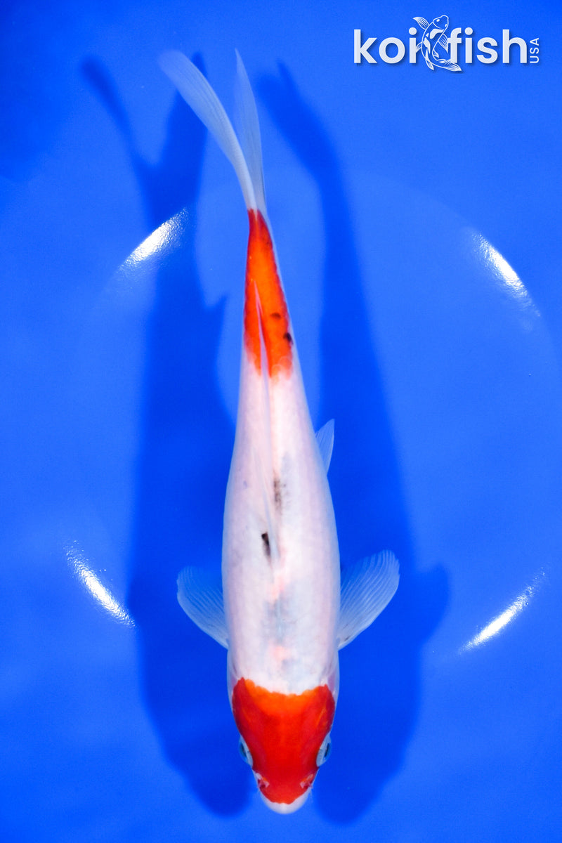 8.25" SANKE