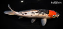9" TANCHO GOSHIKI