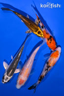 PACK OF (5) 4-5" STANDARD KOI