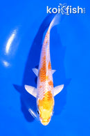 4.5" LEMON HARIWAKE