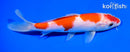 7" KOHAKU