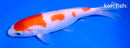 6.5" KOHAKU
