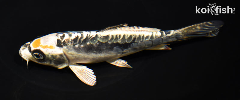 6.75" KIN KIKOKURYU