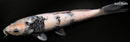 11.25" SHIRO UTSURI