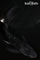 5.5" GINRIN OCHIBA SHIGURE BUTTERFLY