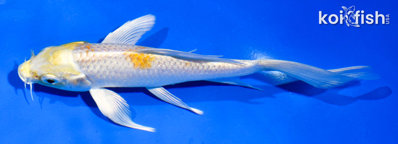 5.5" HARIWAKE BUTTERFLY