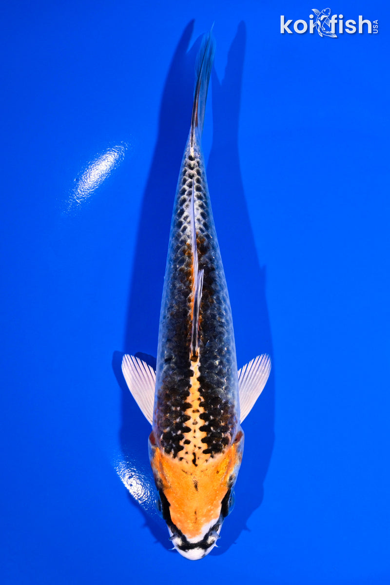 6.75" KUJAKU